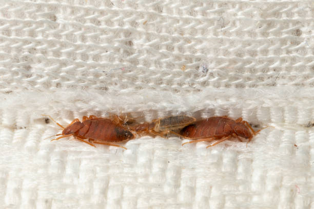 Brown bedbugs hiding in the crease of the mattress macro Brown bedbugs hiding in the crease of the mattress macro. Disgusting blood-sucking insects. parasite infestation stock pictures, royalty-free photos & images