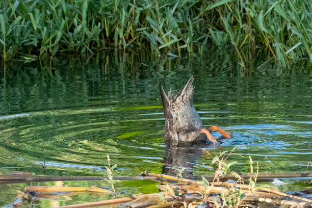 istock A Female Mallard Looking for Food 1430770053