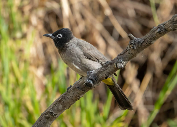 istock A White Spectacled Bulbul on a Branch 1430770079