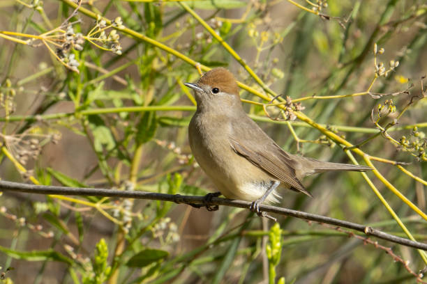 istock A Eurasian Blackcap Female 1430770591