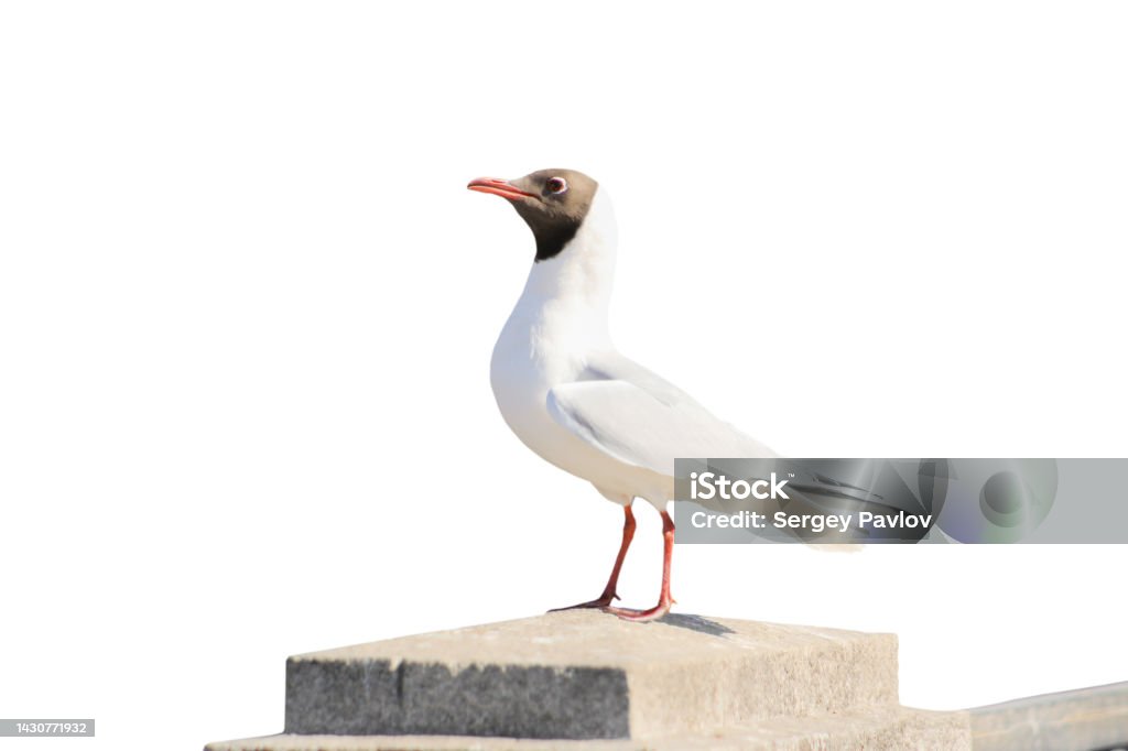 river gull on a granite pillar White river gull with a red beak on a granite pillar on the embankment isolated on a white background Animal Stock Photo