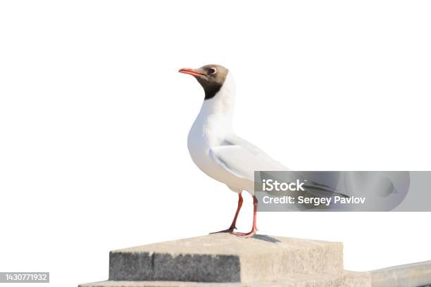 River Gull On A Granite Pillar Stock Photo - Download Image Now - Animal, Animal Body Part, Animal Eye