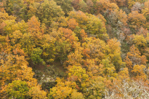 istock Oak forest in autumn. Forest colors in autumn. Copy space. 1430773461