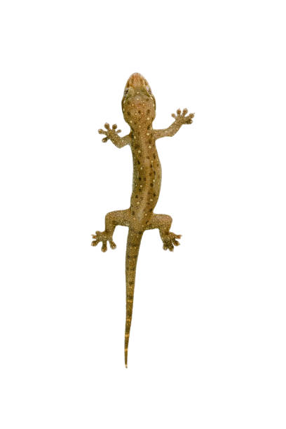 istock House lizard is isolated with brown polka dots 1430773565