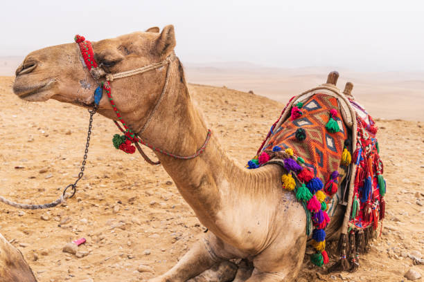 istock Camel with decorative blanket and halter in Giza, Cairo. 1430774768
