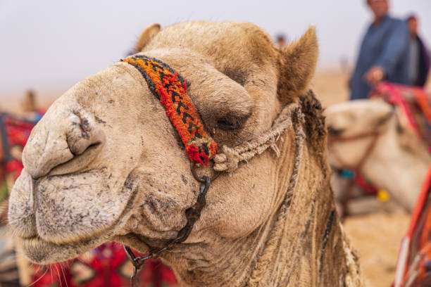 istock Camel with a decorative halter in Giza, Cairo. 1430774989