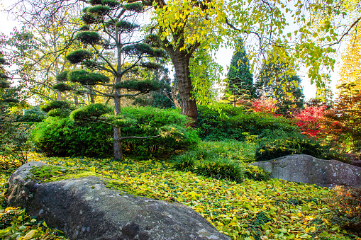Amazing view of autumn in Hamburg Botanical Garden   Planten un Blomen   : rocks and fantastic topiary pines