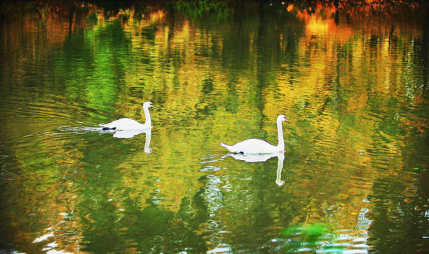 amazing view of  couple o  white swans in autumn nature of hamburg botanical garden planten un blomen - blomen imagens e fotografias de stock