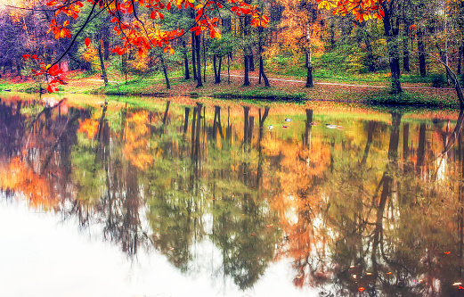 Reflection of aututm leaf color - yellow, orange leaves in water of pond in city publuic park
