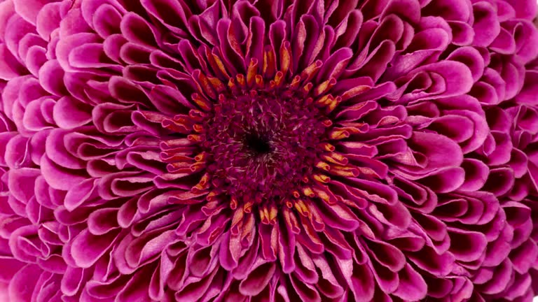 Blooming Pink Flower Macro Closeup