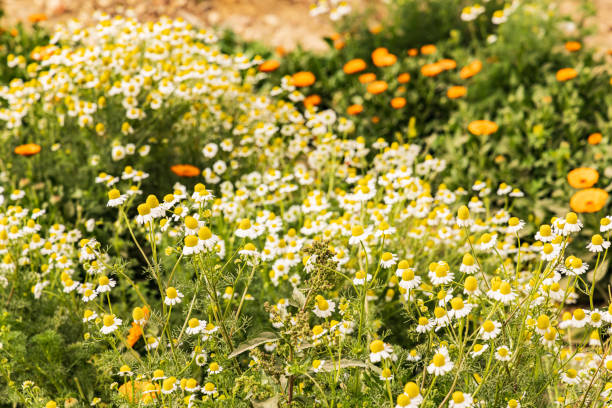 egyptian garden growing for marigolds and chamomille for harvest. - m chamomilla imagens e fotografias de stock