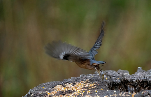 Nuthatch taking off.