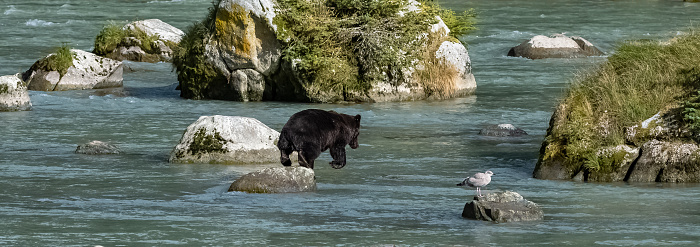 A grizzly jumping in the river in Alaska, trying to catch salmon