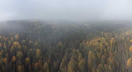 Aerial panorama on a yellowing autumn forest on a foggy morning. Lungs of planet Earth