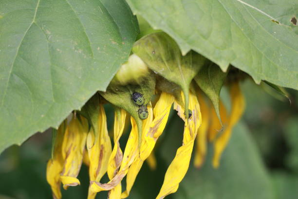 Small green bugs on a sunflower flower that has already faded