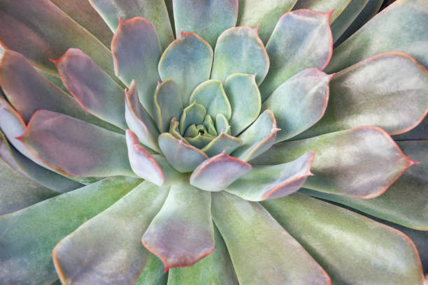 istock Sempervivum ( hens and chicks ) succulent in flower pot 1430780290