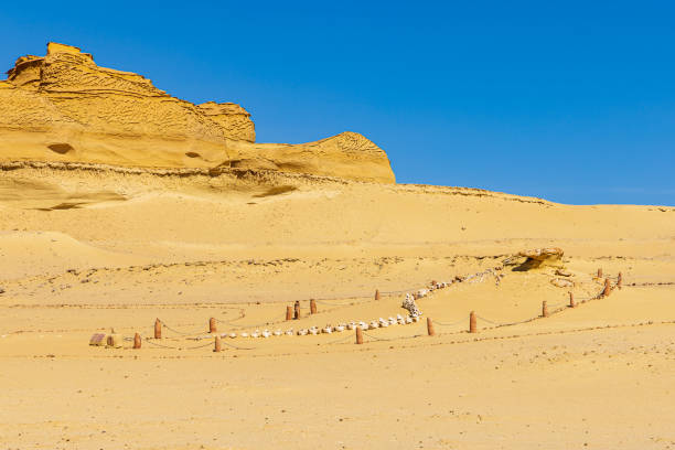 fósil de ballena en el sendero interpretativo en el sitio paleontológico de wadi el-hitan. - fayoum fotografías e imágenes de stock