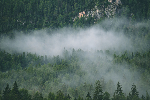 Misty Forest in Antalya / Turkey. Taken via medium format camera.