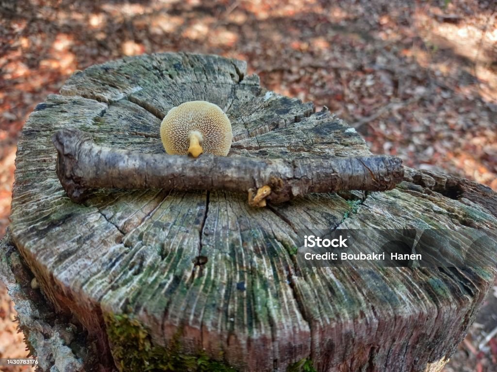 Close-up of mushroom growing on a branch A charming shot of a mushroom growing on a branch Autumn Stock Photo