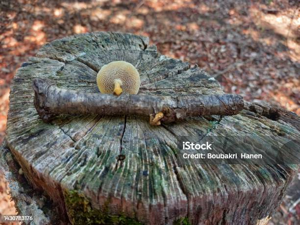 Closeup Of Mushroom Growing On A Branch Stock Photo - Download Image Now - Autumn, Beauty, Beauty In Nature