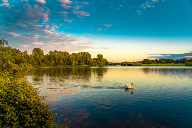 cisne en el lago caldecotte al atardecer, milton keynes - cisne blanco comun fotografías e imágenes de stock