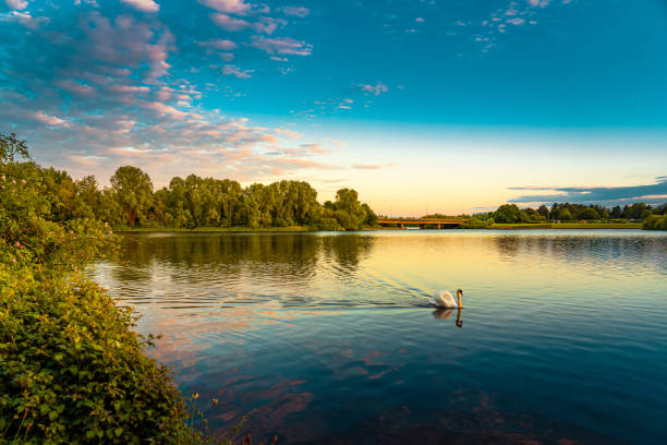 Swan in Caldecotte Lake at sunset, Milton Keynes stock photo