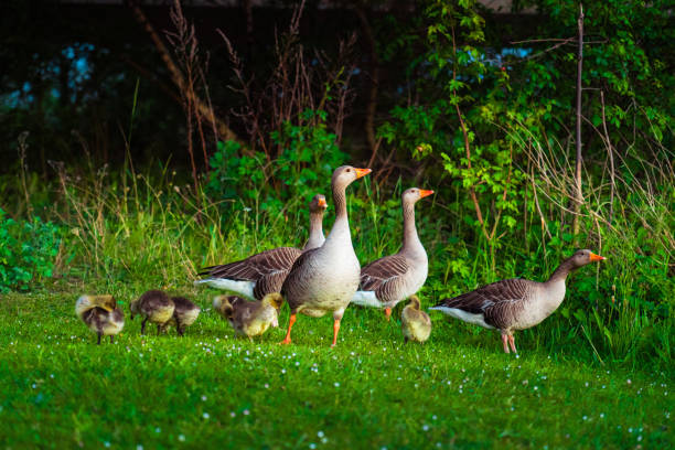 Little ducklings with mom duck in green grass