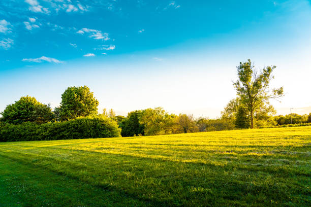 istock Summer Landscape in park 1430783589