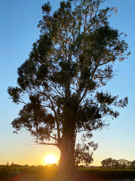 istock Eucalyptus Tree in Napa Valley California During Sunset 1430787584