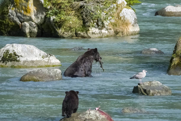istock A grizzly bear fishing salmon 1430788115