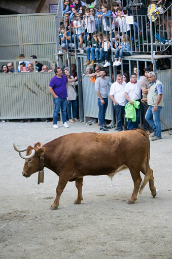 Mora de Rubielos Teruel Aragon Spain on September 28, 2019: Bull festival during the feasts in village.