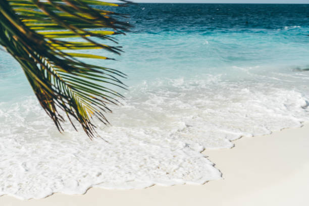 View of a coastline of a luxury tropical resort with a selective focus on the wave and foam coming over the coral sand; a palm leaf in a defocused foreground; a sunny warm day on Maldives beach
