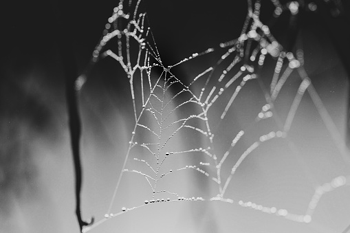 Real frost covered spider web isolated on black