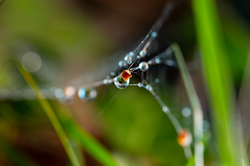 The dew on the web. Web in the background of bright grass. Macro photography of a web.
