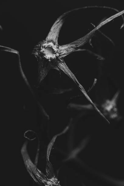 Macro tomato vine