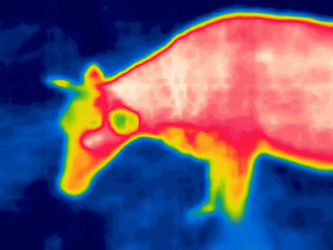 Red Cow. Modified image from thermal imager device. The Red cow is the same masterpiece as the famous red horse of the artist Petrov-Vodkin