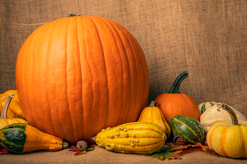 A beautiful variety of pumpkins and gourds on a burlap background.
