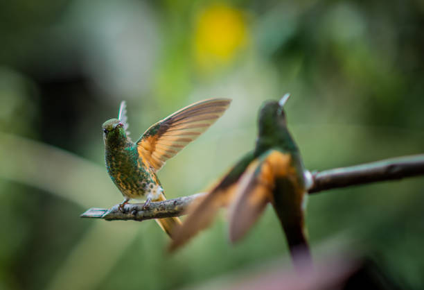 istock colorful hummingbird perched on a branch 1430798306