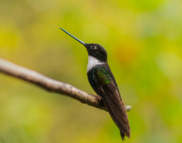 istock colorful hummingbird perched on a branch 1430798541