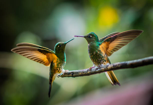 colorful hummingbird perched on a branch close-up of colorful hummingbird perched on a branch in the Andean rainforest animal animal behavior beauty in nature bird stock pictures, royalty-free photos & images