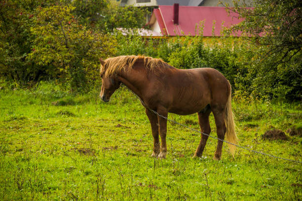 istock a bay horse on the backyard 1430798581