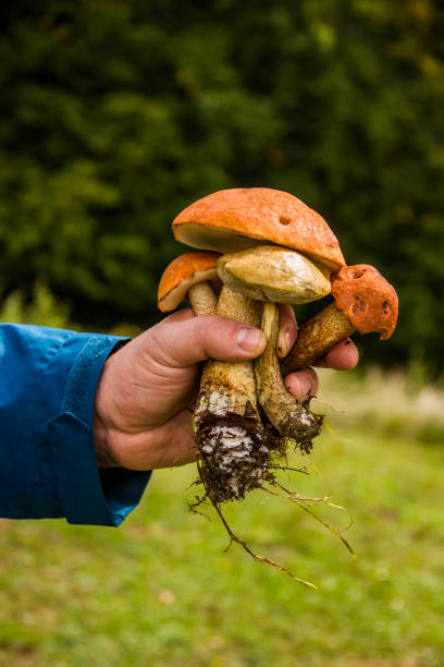 istock a some birch bolete mushrooms (Leccinum scabrum) in hand in the forest 1430798977