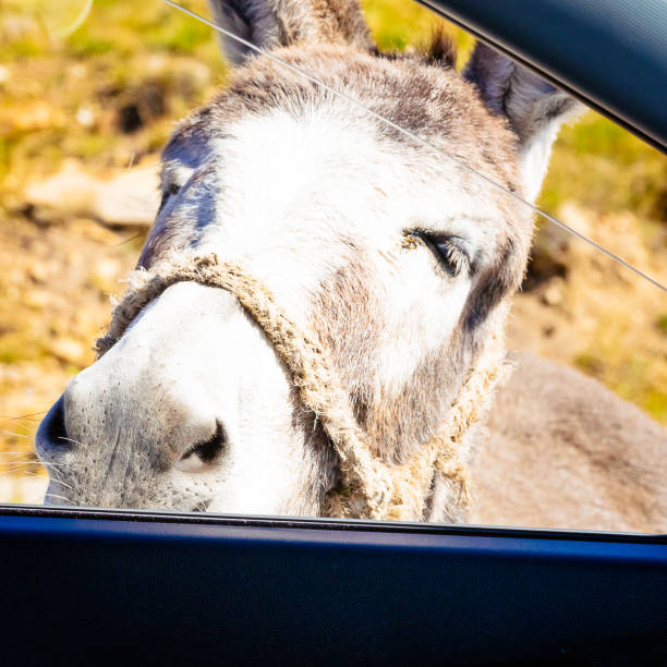istock donkey begging for food in an open car window 1430800692