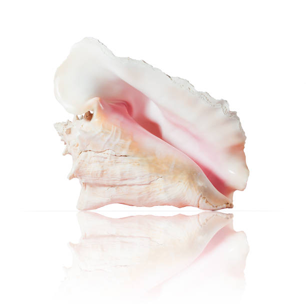 istock large marine pink shell on a white background, isolated, with reflection 1430800790