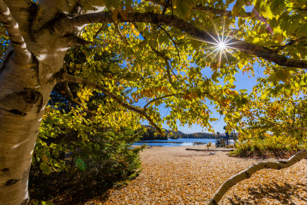 abedul en otoño espectacular - indiana summer lake tree fotografías e imágenes de stock