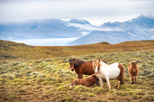 A group of Icelandic horses in front of Vatnajokull glacier. This  is the largest and most voluminous ice cap in Iceland and the second largest glacier in Europe.
