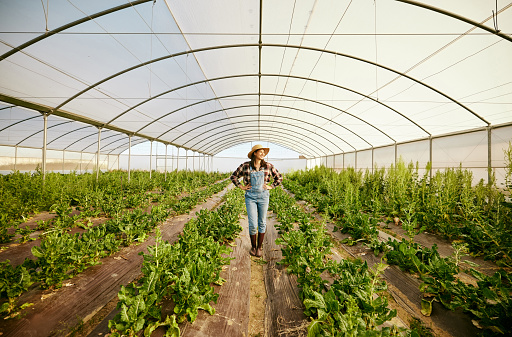 Farmer, greenhouse and happy agriculture woman in eco friendly business for environmental health. Carbon capture career and food sustainability industry for green lifestyle, growth and innovation.