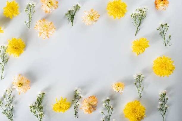 istock chrysanthemum and cutter flowers composition. Pattern and Frame made of various yellow or orange flowers and green leaves on white background. Flat lay, top view, copy space, spring, summer concept. 1430809873