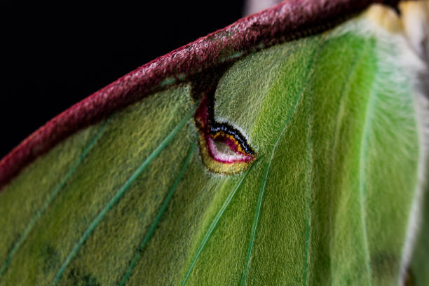 istock Closeup of Luna Moth 1430812706