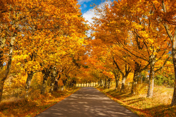 istock Road lined with colored trees at autumn. 1430812742